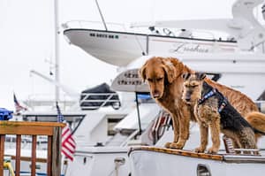 Pet-friendly yachts by SCS Yachting