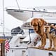 Pet-friendly yachts by SCS Yachting